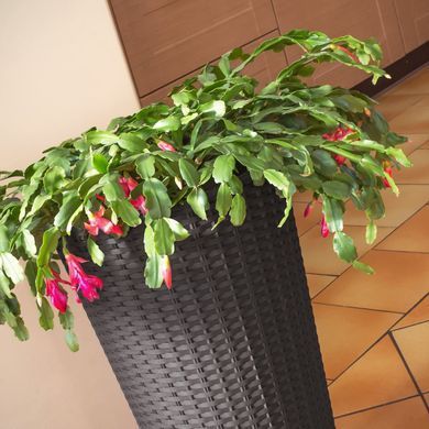 Горщик Prosperplast Rato Tubus DRTUS300-440U коричневий, Коричневий